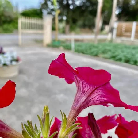 Montsenigos Garden Гоувия